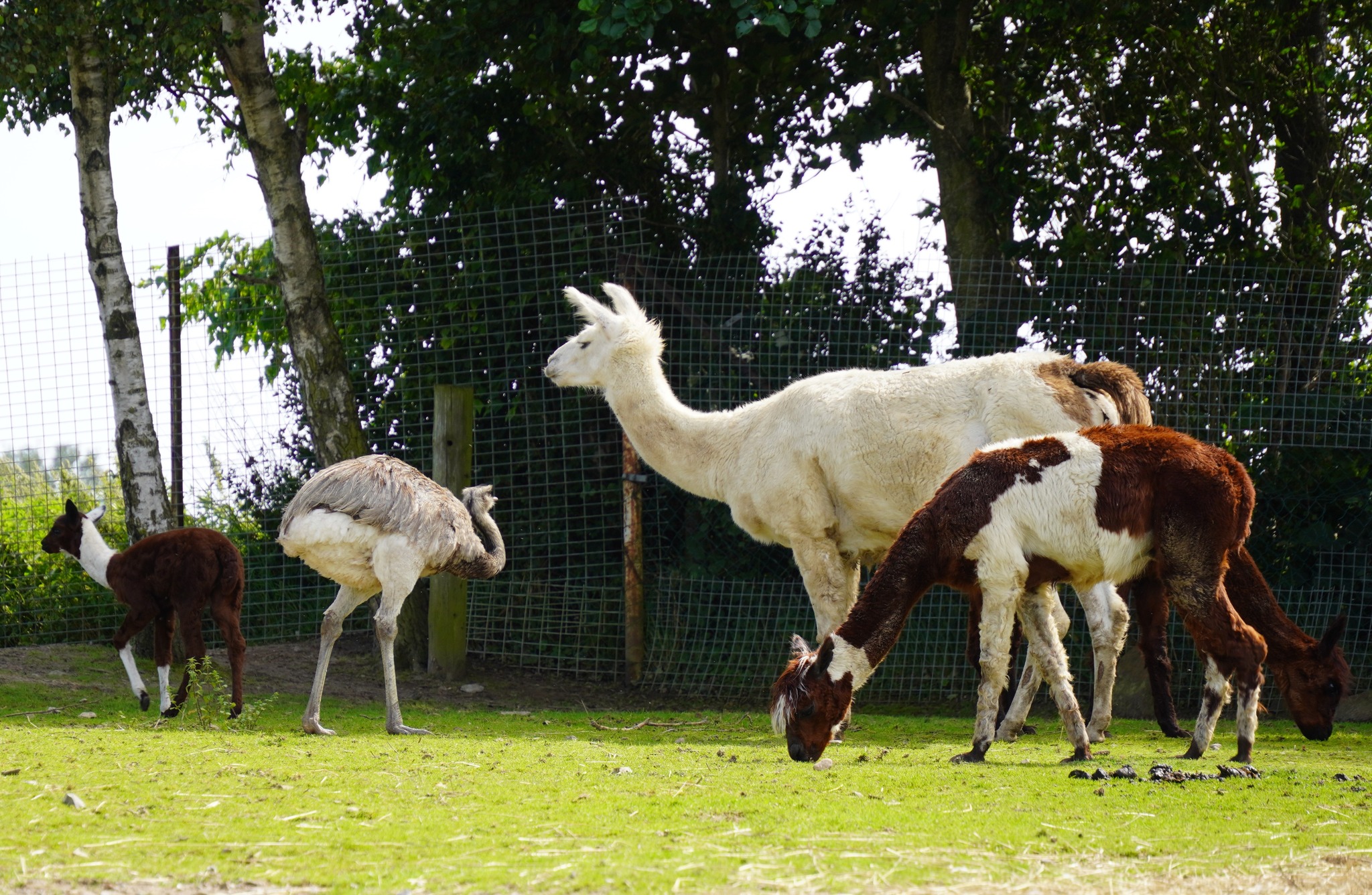 Alpaca