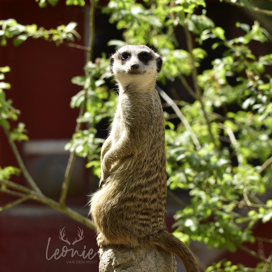 Gæstebillede fra Munkholm Zoo
