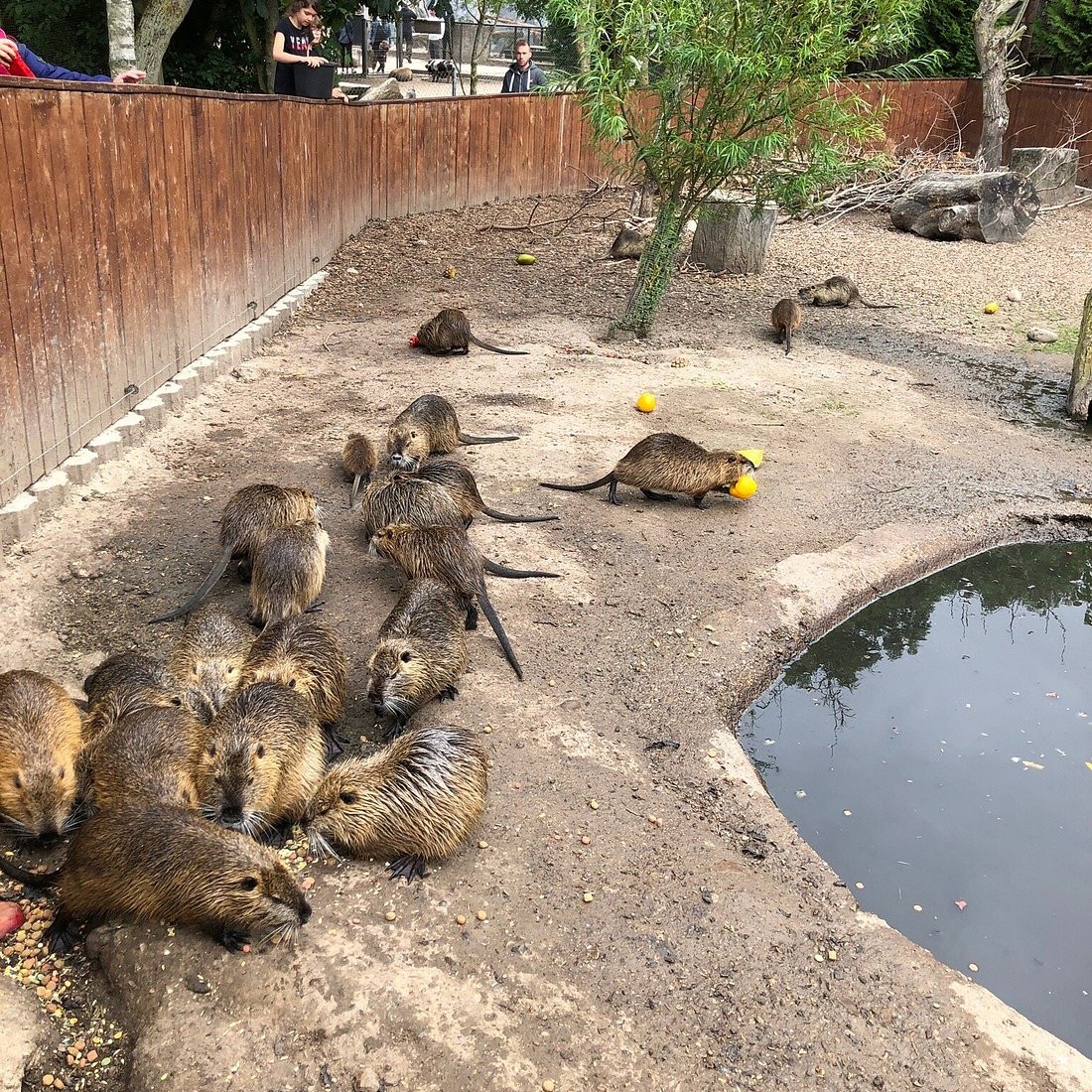 Gæstebillede fra Munkholm Zoo