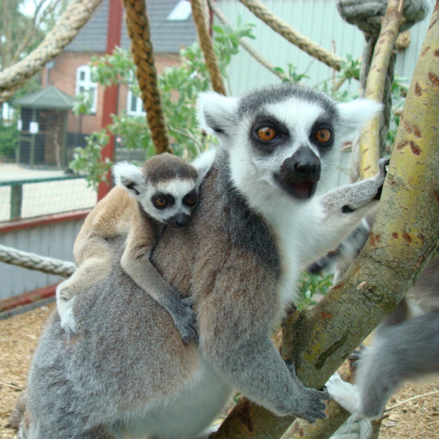 Gæstebillede fra Munkholm Zoo